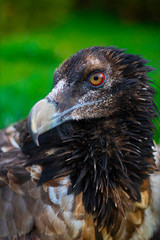 Brown Eagle head turned left close up with green tree and grass on the background. Walk through the National Park. Summer Day, Zoo Animals, Vertical, willd redatory bird. Portrate, Selective focus