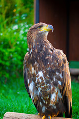 Brown Eagle with yellow nib with its head turned right is captive with green tree and grass on the background. Walk through the National Park. Summer Day, Zoo Animals, Vertical