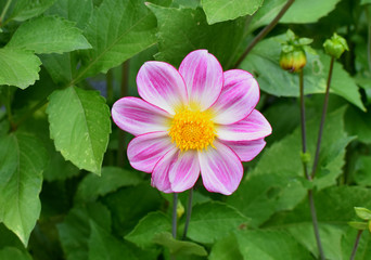 The pink flower of our garden.