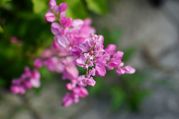 Fototapeta na wymiar ピンクのアサヒカズラの花