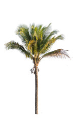 Coconut palm tree isolated on white background