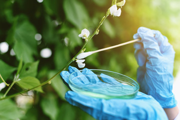 Agriculture and plant improvement analysis, Scientist collecting pollen grains, Technician doing...
