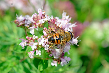 Mistbiene / Scheinbienen-Keilfleckschwebfliege (Eristalis tenax) auf Oregano-Blüte  - drone fly