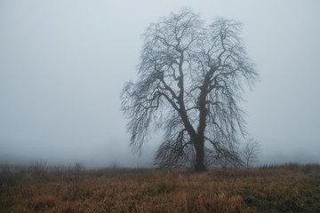 Autumn tree without foliage in a field covered with fog. Scotland