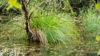 Wetland on the Rhine