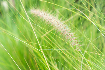 Field of grass in sunny day.