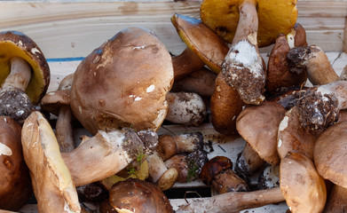 Boletus mashroom freshly picked in the forest