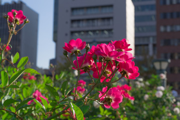 Fototapeta na wymiar Nakanoshima Park Rose Garden-Orleans Rose-