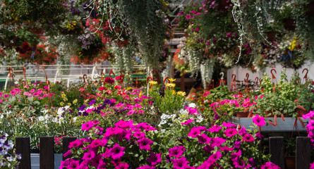 Fototapeta na wymiar Flower garden with cultivated flowers indoors