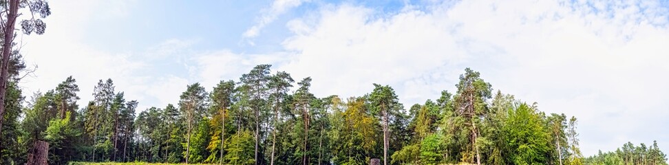 Polish wild forest - Kampinos National Park, Poland