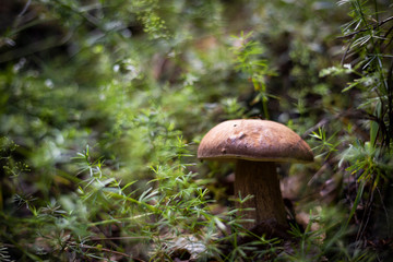 Porcini mushroom in the undergrowth