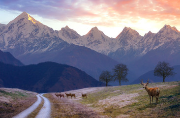 Panchchuli Himalaya range at sunrise with view of scenic mountain road with wild deer at Munsiyari Uttarakhand, India