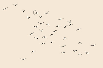 silhouette of a flock of flying birds