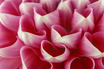 A piece of dahlia flower .Background from a bright flower.