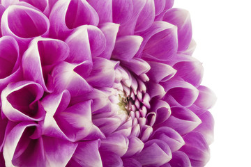 A piece of dahlia flower .Background from a bright flower.