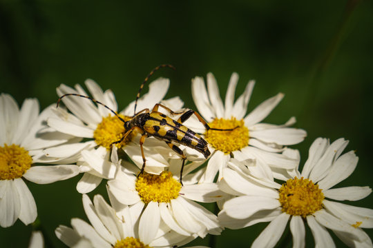 Spotted long horn beetle on the daisy flower. Ruptela Maculata
