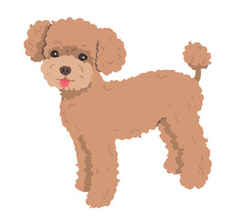 プードル　アプリコット