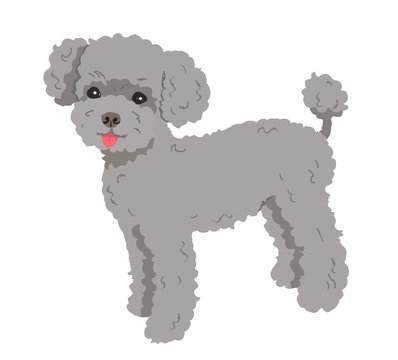 5 468 Best プードル Images Stock Photos Vectors Adobe Stock 5 468 Best プードル Images Stock Photos Vectors Adobe Stock