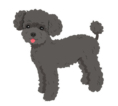 5 468 Best プードル Images Stock Photos Vectors Adobe Stock 5 468 Best プードル Images Stock Photos Vectors Adobe Stock