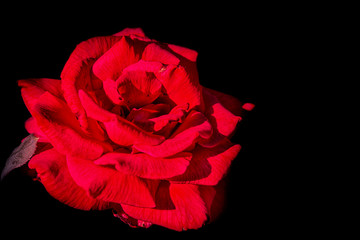 red rose on black background