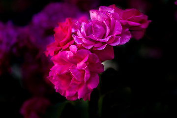 pink rose on black background