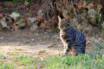 gray tabby cat with eyes closed is sitting on the ground under sunlight, copy space