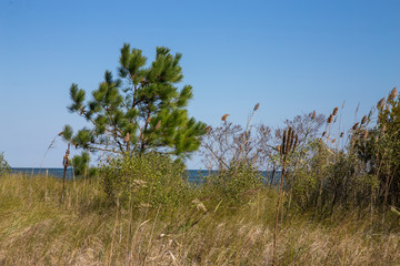 coastal plants along the shoreline of the chesapeake bay in calvert county southern maryland usa - obrazy, fototapety, plakaty
