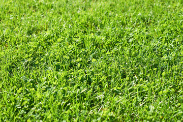                              Green grass as a natural background.