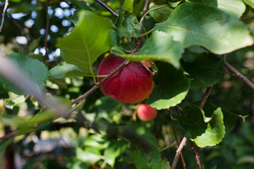 Fresh juicy apple on apple tree branch. Organic apple in natural environment. Crop of apple in summer garden