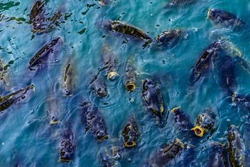 a lot of feeding freshwater fish in ponds in boiling water water.