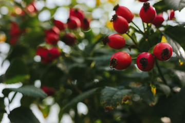 Dog-rose fruit. Sun backlight in background. Soft focus in strong autumn