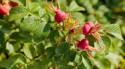 Berries of a dogrose on a bush. Fruits of wild roses.