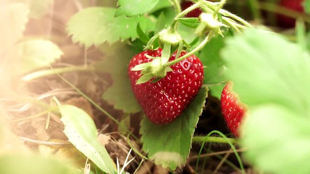 berries strawberries close-up of organic food