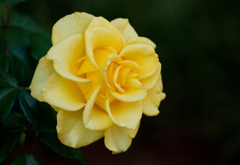 Soft Focus on an Yellow Rose in the garden. Floral background.