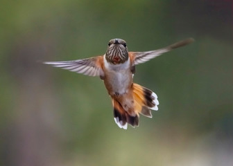 Broad-Tailed Hummingbird (Selasphorus platycercus) Head-On in Flight