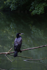bird on a branch