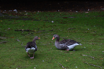 two gooses