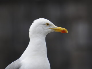 goéland