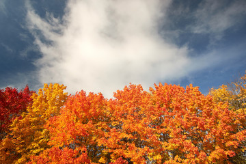 Red and yellow autumn trees against the blue sky. Nature in autumn. Landscape.