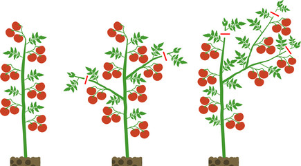 Scheme of formation determinate tomato varieties