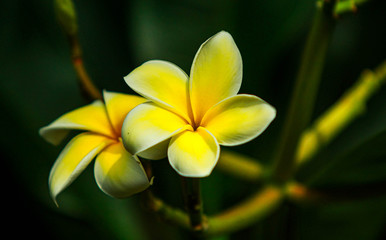 Yellow Flower