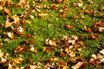 autumn maple leaf litter texture background