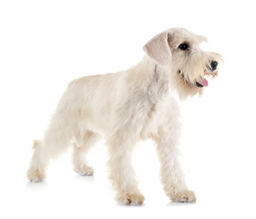 miniature schnauzer in studio