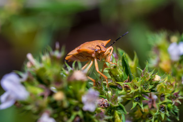 Shield Bug sitting on blossoms