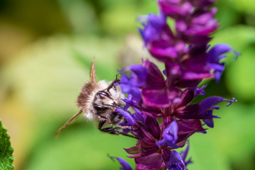 Honey bee pollinating a purple blossom
