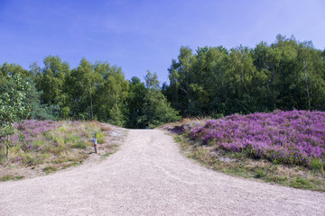 Fototapeta na wymiar Heathland in National Park Maasduinen in the Netherlands