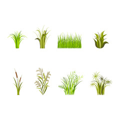 Green Grass Set Decor Elements Isolated on a White Background. Vector