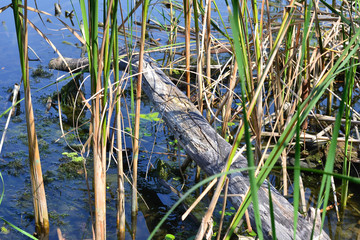 Lying log in reeds and in the river