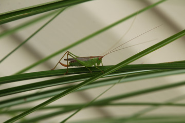 Green Grasshopper with Red Eyes and Stinger