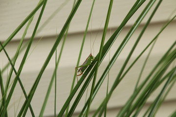 Long Spurred Meadow Katydid